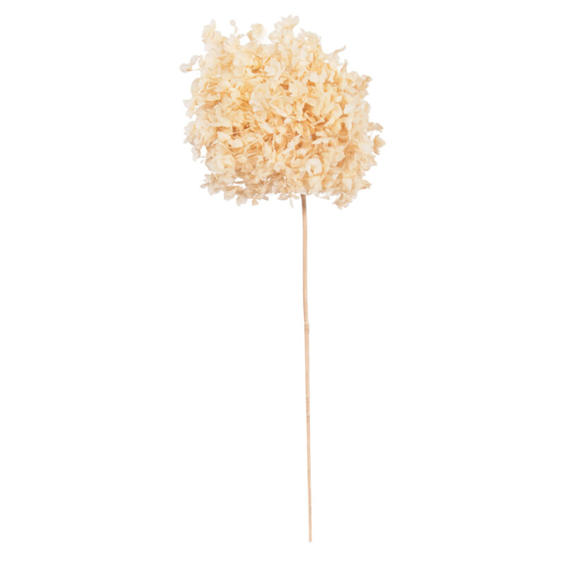 Декоративни сушени цветя, HM7954, Кремав, Растителни влакна, 55см.